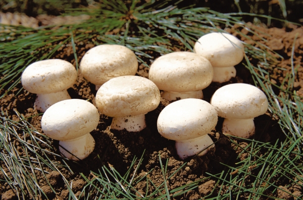 양송이 이미지 등