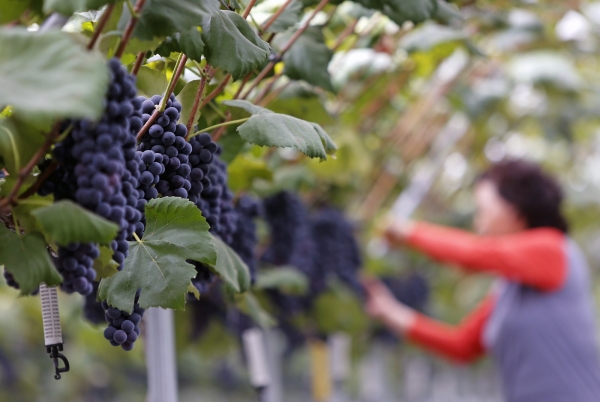 농어촌공사는 과수주산지 205개지구 9640ha를 조성하고 올해 신규지구 14곳을 조사완료했다(참고사진_ 포도농가)