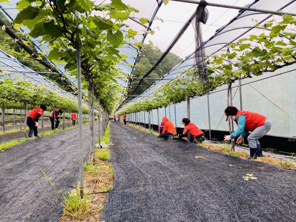동대전농협, 이심점심(以心點心) 및 농촌일손돕기 행사 모습