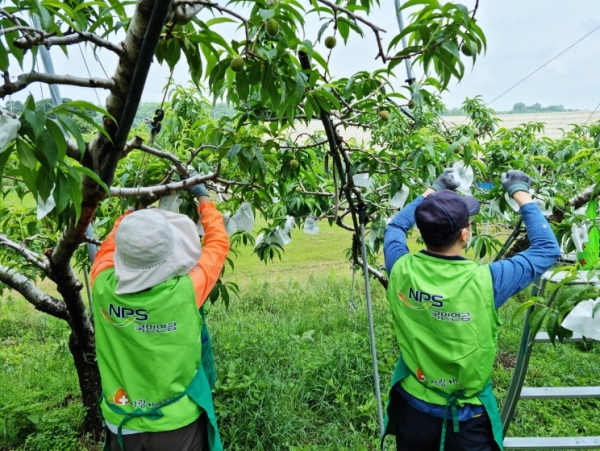 세종시 연서면 와촌리 과수 재배농가를 방문하여 일손 돕기 봉사활동 실시