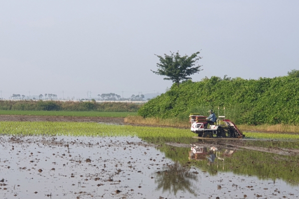 서산 천수만 일대에서 이앙작업 하는 모습