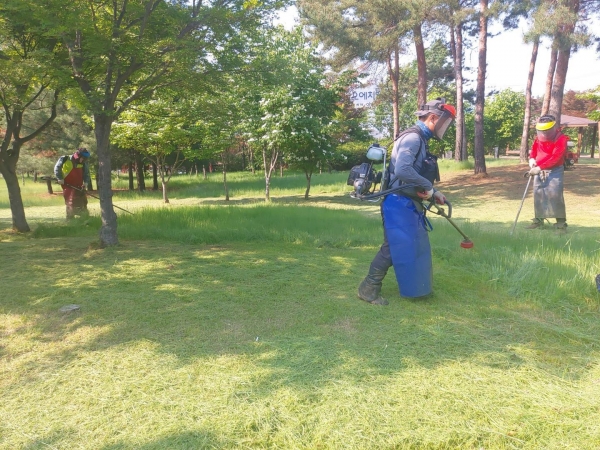 천안시 관계자가 도시미관 향상을 위해 잔디깎기를 하고 있다