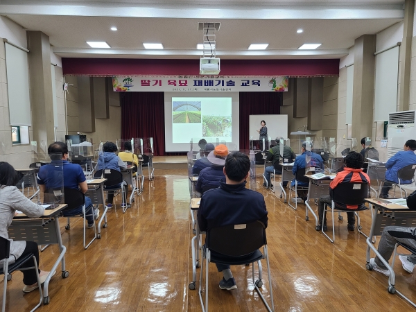 딸기 육묘 재배기술 교육 실시 모습