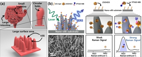 생체 모방 및 표면증강라만산란 (SERS) 기술 기반 초민감도, 고선택도 항노화 비타민 D3 검출용 샌드위치형 압타센서 개발 과정 및 센싱 메카니즘 모식도.