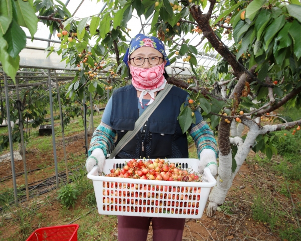 태안읍 상옥리의 김영권 씨 농가에서 체리를 수확하고 있는 모습.
