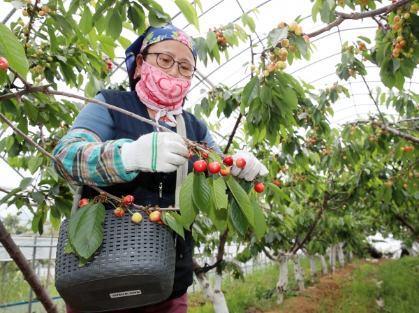 태안읍 상옥리의 김영권 씨 농가에서 체리를 수확하고 있는 모습.