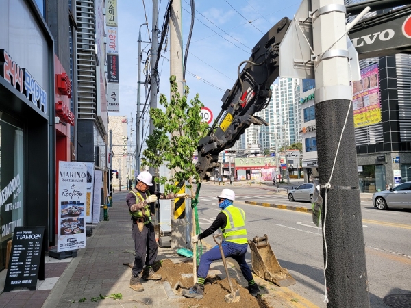 천안시 관계자가 오성로 일원에 가로수를 식재하고 있다.