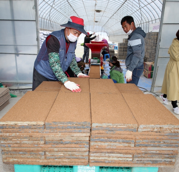 태안읍 장산2리 공동못자리 작업 모습