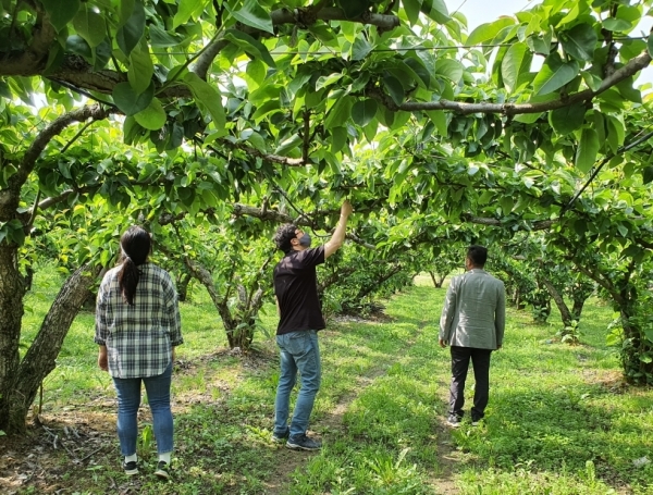 세종농업기술센터 직원들이 관내 한 배 과수원에서 과수화상병 여부를 예찰하고 있다.
