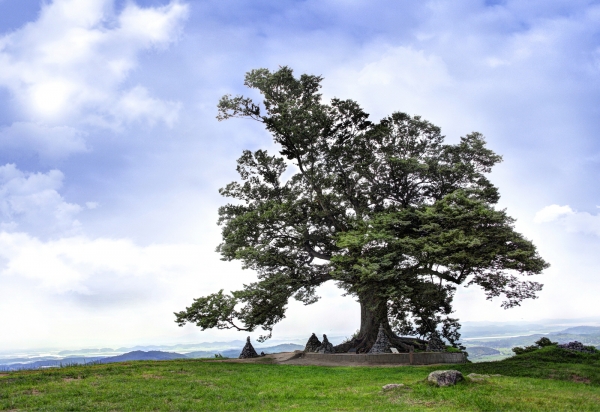 부여 가림성 느티나무 전경