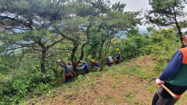 영인산 임목 정비 작업 현장 사진