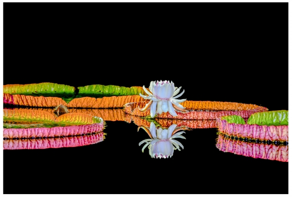 연꽃갤러리 특별전 관련사진(빅토리아연)