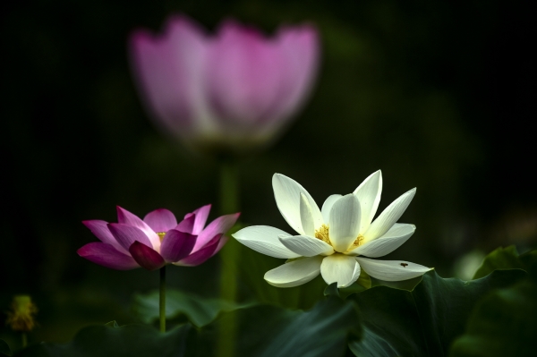 연꽃갤러리 특별전 관련사진(백련)