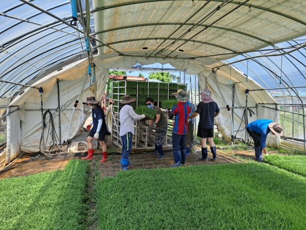 축수산과 직원들이 모판 나르기 일손 돕기를 하고 있다