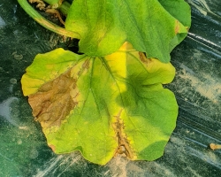 멜론 바이러스 발생 증가