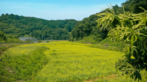 금산군 생활쓰레기 위생매립장 입구 유채꽃단지