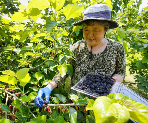 이원면 오디 수확 모습