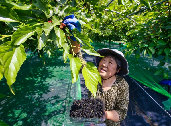 이원면 오디 수확 모습