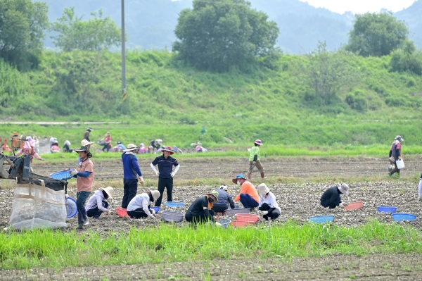 농촌 일손돕기 꽃마늘 수확구슬땀