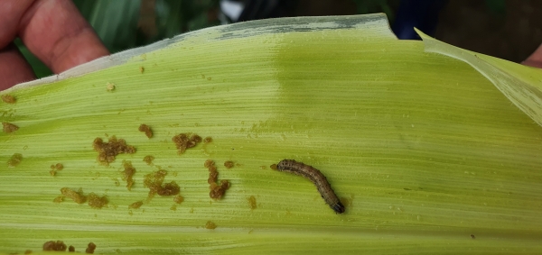 ​열대거세미나방 유충발생에 따른 확산방지 총력​