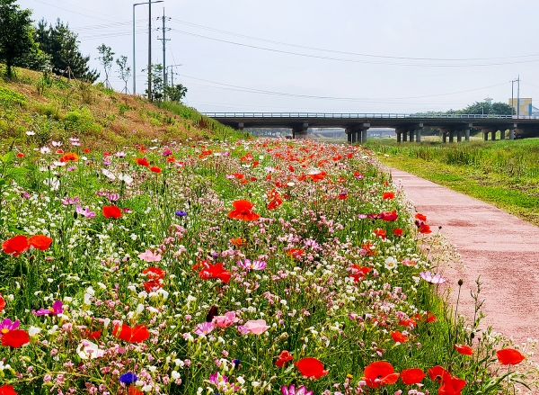 해미천 야생화(꽃)길