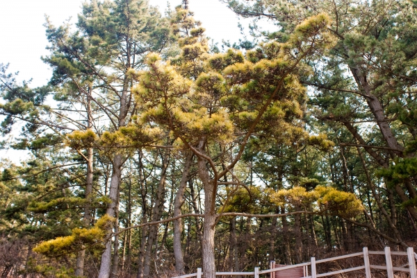 삽시도 둘레길- 황금곰솔