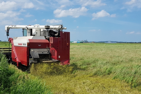 콤바인을 이용한 신품종 IRG(그린콜 2호) 채종작업 사진