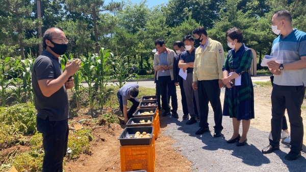 평가회 당일 참석자들이 실증시험 재배 중인 감자 품종의 특성을 비교하고 있는 사진