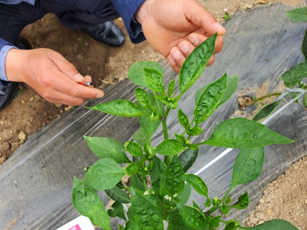 고추 바이러스 “칼라병” 적기방제