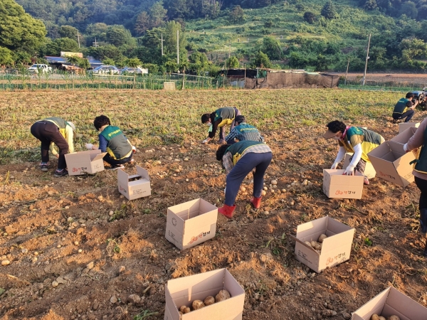 침산동 행복나눔농장에서 진행한 자원봉사센터 및 중구사랑포럼 자원봉사단의 감자수확 모습