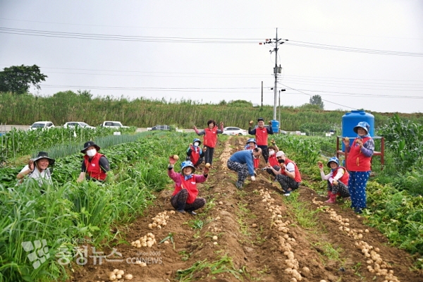 취암동 주민자치회 사랑의 감자 수확 모습