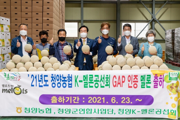 고품질 청양멜론 첫 출하