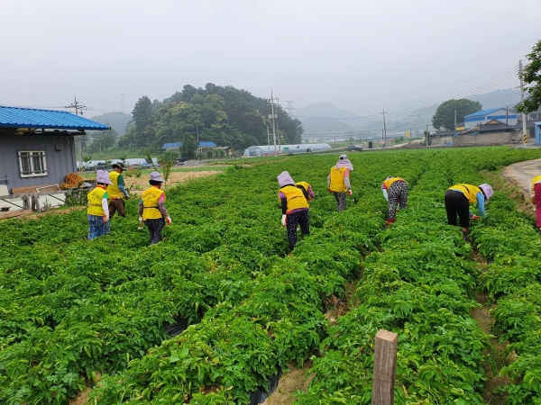 시장형 노인일자리사업 비단뫼영농사업단 활동 모습