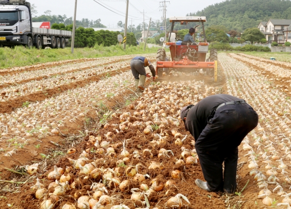 태안읍 반곡리 한 양파농가에서 양파를 수확하고 있는 모습.