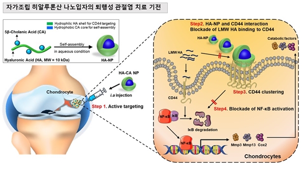 자가조립 히알루론산 나노입자의 퇴행성 관절염 치료기전