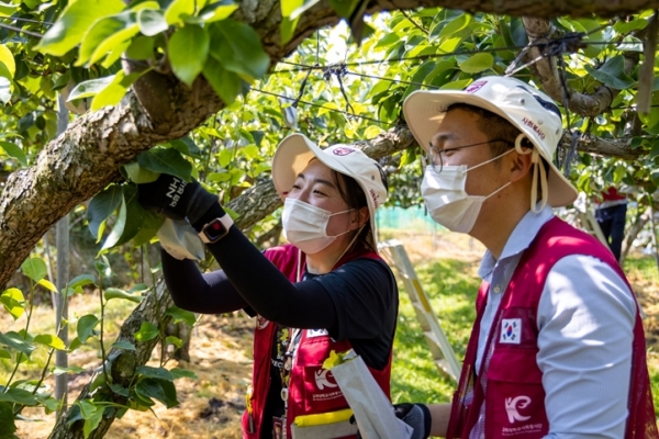 농촌 일손돕기 봉사에 참여한 고려대 세종캠퍼스 교직원들