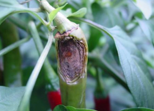 고추 탄저병 병증 모습