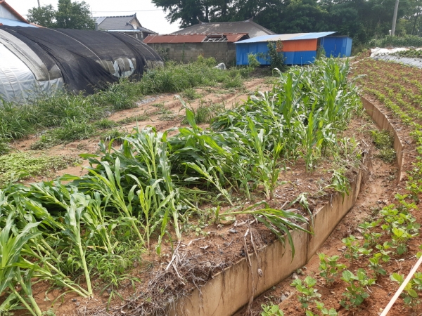 우박 피해농가 긴급 현장기술 지원