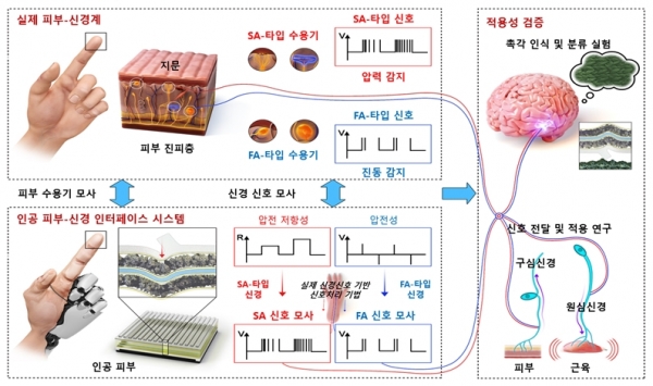 그림. 인간 피부-신경 모사형 인공 감각 촉각 전자 시스템