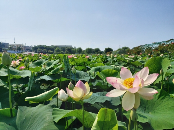 합덕제 연꽃 모습