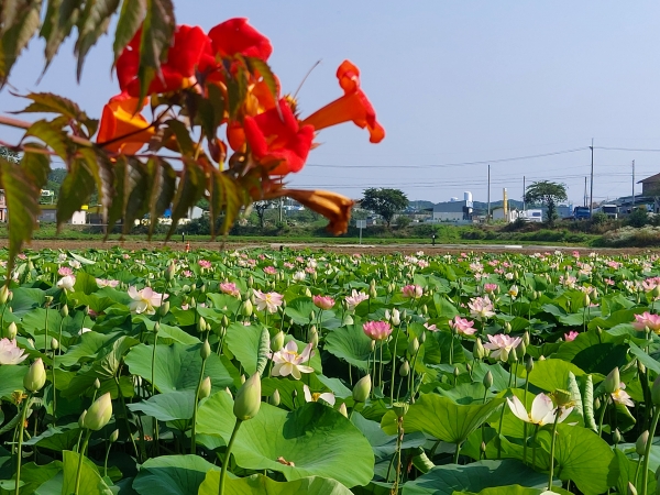 합덕제 연꽃 모습