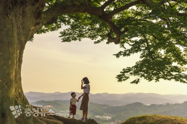 부여 성흥산 사랑나무