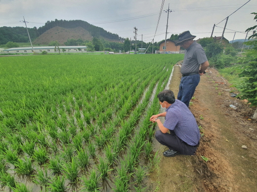 벼 병해충 확산 대비 총력