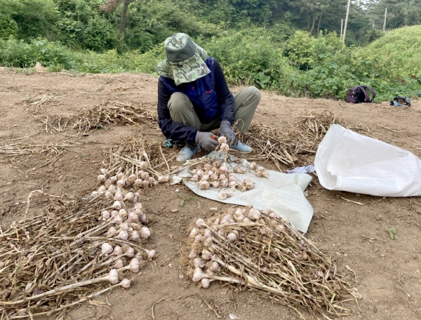 지난달 28일 가의도에서 육쪽마늘을 선별하는 모습.