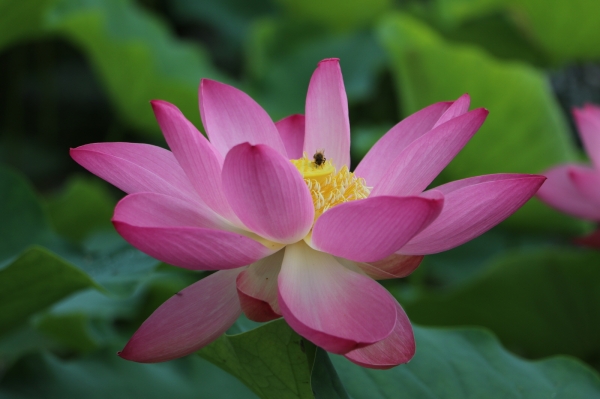 궁남지에 피어난 연꽃 모습