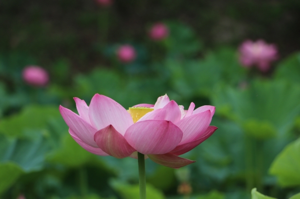 궁남지에 피어난 연꽃 모습