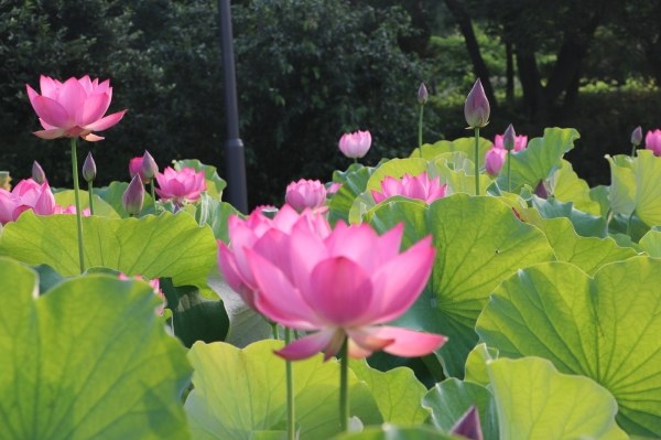 궁남지에 피어난 연꽃 모습