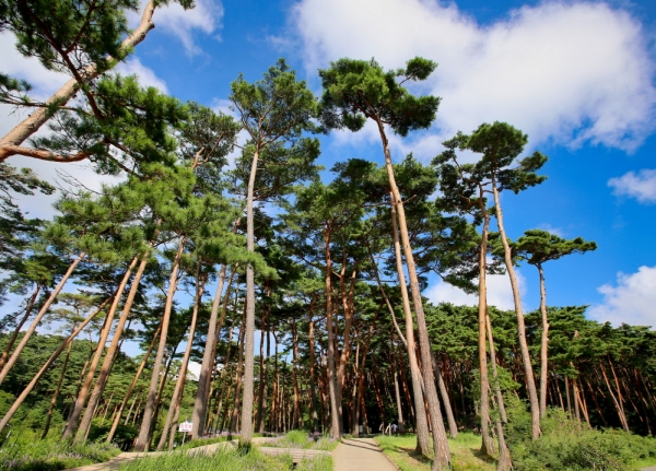 안면도자연휴양림