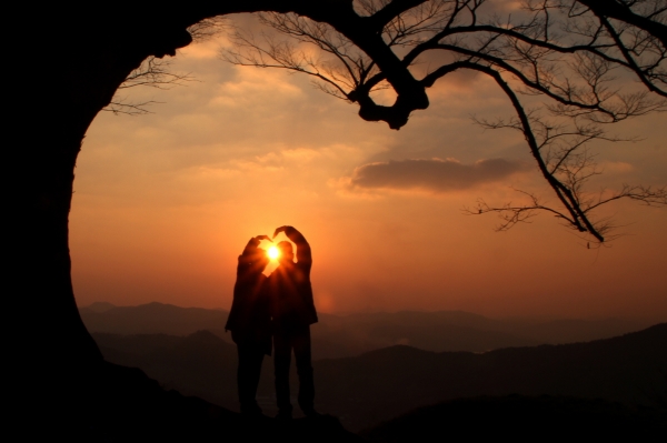 성흥산 사랑나무 모습