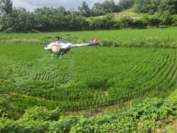 농업용 무인헬기 활용 벼 병해충 방제 사진
